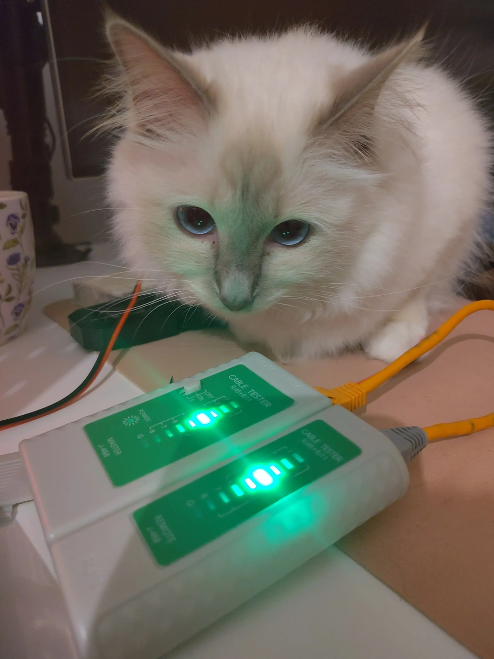 Luna pondering upon the network cable tester.